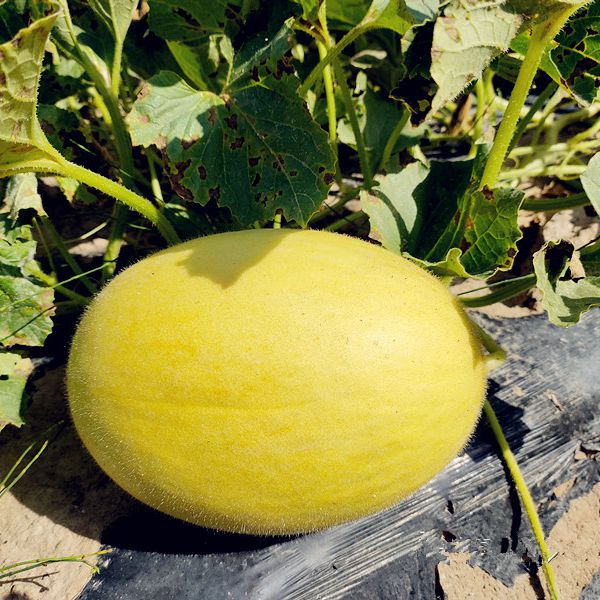 Melon