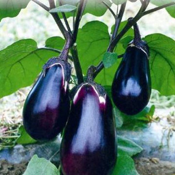 Eggplant